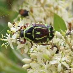 Eupoecila australasiae at Brogo, NSW - 21 Dec 2020