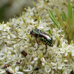 Eupoecila australasiae at Brogo, NSW - 21 Dec 2020