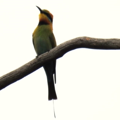 Merops ornatus (Rainbow Bee-eater) at Kambah, ACT - 21 Dec 2020 by HelenCross