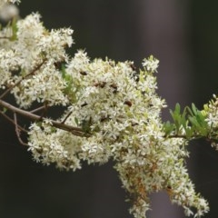 Bursaria spinosa subsp. lasiophylla (Australian Blackthorn) at Brogo, NSW - 21 Dec 2020 by KylieWaldon