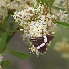 Nyctemera amicus (Senecio Moth, Magpie Moth, Cineraria Moth) at Brogo, NSW - 21 Dec 2020 by KylieWaldon