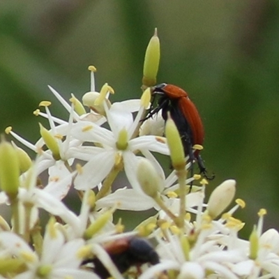 Phyllotocus sp. (genus) (Nectar scarab) at Brogo, NSW - 21 Dec 2020 by KylieWaldon