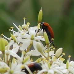 Phyllotocus sp. (genus) (Nectar scarab) at Brogo, NSW - 20 Dec 2020 by Kyliegw