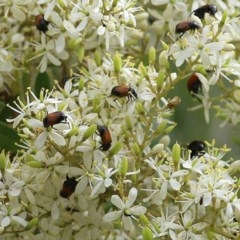 Phyllotocus navicularis (Nectar scarab) at Brogo, NSW - 20 Dec 2020 by Kyliegw