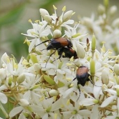 Phyllotocus navicularis at Brogo, NSW - 21 Dec 2020