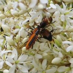 Stenoderus suturalis at Brogo, NSW - 21 Dec 2020