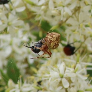 Araneus sp. (genus) at Brogo, NSW - 21 Dec 2020