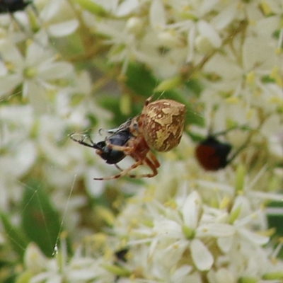 Araneus sp. (genus) (Orb weaver) at Brogo, NSW - 20 Dec 2020 by KylieWaldon