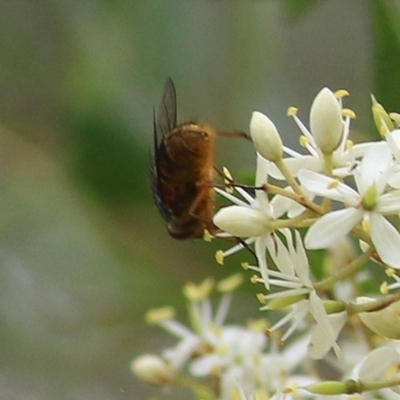 Calliphora sp. (genus) (Unidentified blowfly) at Brogo, NSW - 20 Dec 2020 by KylieWaldon