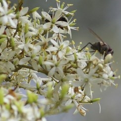 Tachinidae (family) (Unidentified Bristle fly) at Brogo, NSW - 21 Dec 2020 by KylieWaldon