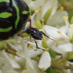 Microvalgus sp. (genus) (Flower scarab) at Brogo, NSW - 20 Dec 2020 by Kyliegw