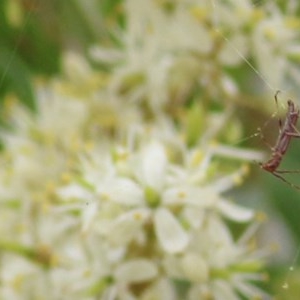 Cerambycidae (family) at Brogo, NSW - 21 Dec 2020