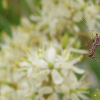 Cerambycidae (family) (Longhorn beetle) at Brogo, NSW - 20 Dec 2020 by Kyliegw