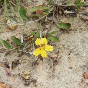 Goodenia hederacea subsp. hederacea at Kambah, ACT - 21 Dec 2020 02:25 PM