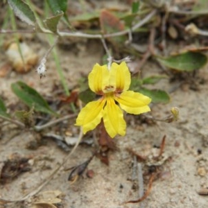 Goodenia hederacea subsp. hederacea at Kambah, ACT - 21 Dec 2020