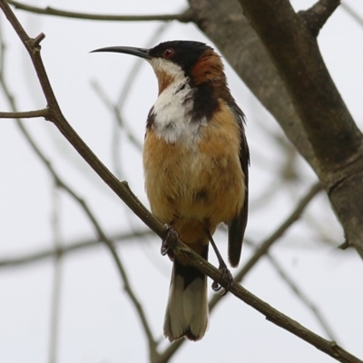 Acanthorhynchus tenuirostris (Eastern Spinebill) at Brogo, NSW - 21 Dec 2020 by KylieWaldon