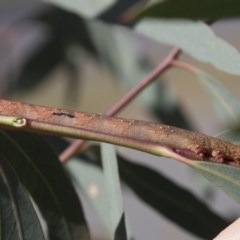 Geometridae (family) IMMATURE at Acton, ACT - 18 Dec 2020 by AlisonMilton