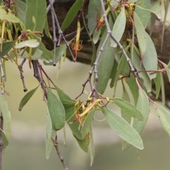 Muellerina eucalyptoides (Creeping Mistletoe) at Brogo, NSW - 21 Dec 2020 by KylieWaldon