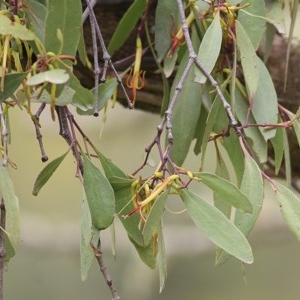 Muellerina eucalyptoides at Brogo, NSW - 21 Dec 2020