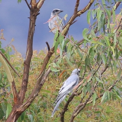 Coracina novaehollandiae (Black-faced Cuckooshrike) at Brogo, NSW - 21 Dec 2020 by KylieWaldon