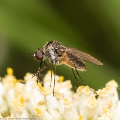 Geron sp. (genus) (Slender Bee Fly) at Black Mountain - 21 Dec 2020 by Roger