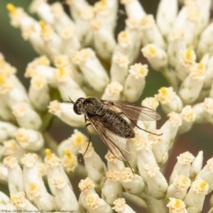 Geron sp. (genus) at Bruce, ACT - 21 Dec 2020