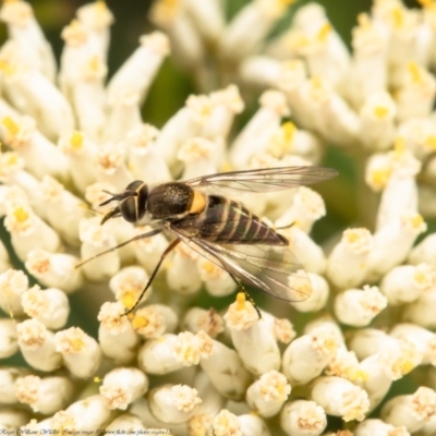 Australiphthiria hilaris (Slender Bee Fly) at Black Mountain - 21 Dec 2020 by Roger