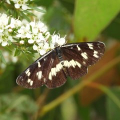 Cruria donowani (Crow or Donovan's Day Moth) at Kambah, ACT - 21 Dec 2020 by MatthewFrawley