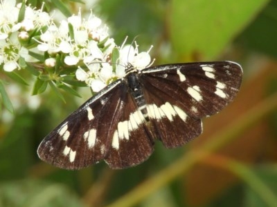 Cruria donowani (Crow or Donovan's Day Moth) at Kambah, ACT - 21 Dec 2020 by MatthewFrawley