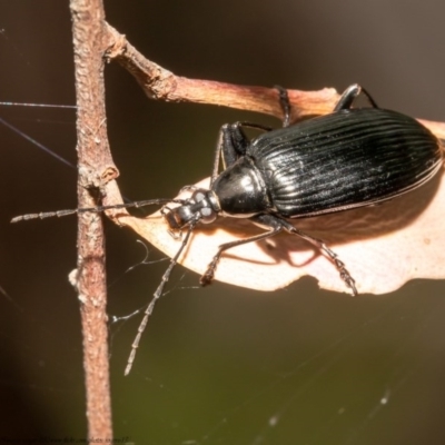 Tanychilus sp. (genus) (Comb-clawed beetle) at Black Mountain - 21 Dec 2020 by Roger