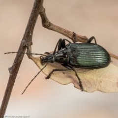 Tanychilus sp. (genus) at Bruce, ACT - 21 Dec 2020