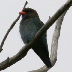 Eurystomus orientalis (Dollarbird) at Brogo, NSW - 20 Dec 2020 by Kyliegw