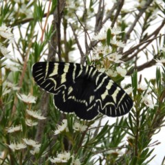 Comocrus behri (Mistletoe Day Moth) at Mount Taylor - 21 Dec 2020 by MatthewFrawley