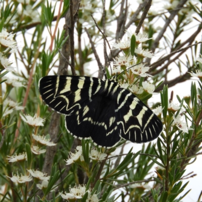 Comocrus behri (Mistletoe Day Moth) at Mount Taylor - 21 Dec 2020 by MatthewFrawley