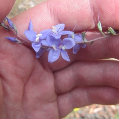 Veronica perfoliata (Digger's Speedwell) at Bruce, ACT - 16 Dec 2020 by Tapirlord