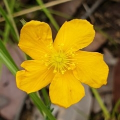 Hypericum gramineum (Small St Johns Wort) at Cook, ACT - 30 Nov 2020 by drakes