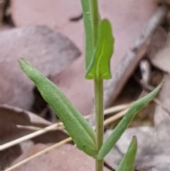 Hypericum gramineum at Cook, ACT - 30 Nov 2020