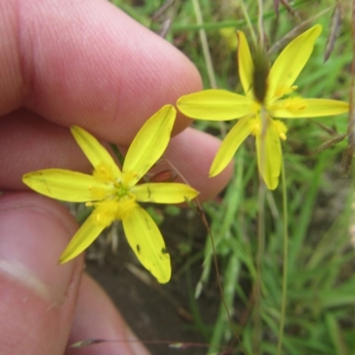 Tricoryne elatior (Yellow Rush Lily) at Bruce, ACT - 16 Dec 2020 by Tapirlord