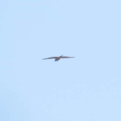 Tachyspiza fasciata/cirrocephala (Brown Goshawk/Collared Sparrowhawk) at Frogmore, NSW - 20 Dec 2020 by b