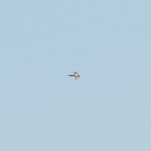 Accipiter fasciatus/cirrocephalus at Frogmore, NSW - 20 Dec 2020