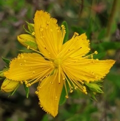 Hypericum perforatum (St John's Wort) at Cook, ACT - 24 Nov 2020 by drakes