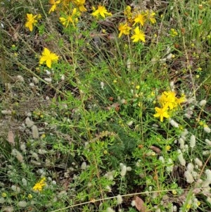 Hypericum perforatum at Cook, ACT - 24 Nov 2020