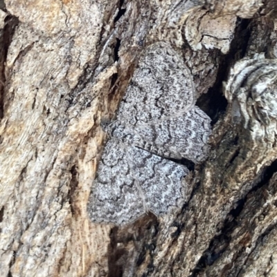 Psilosticha absorpta (Fine-waved Bark Moth) at Griffith Woodland - 16 Dec 2020 by AlexKirk