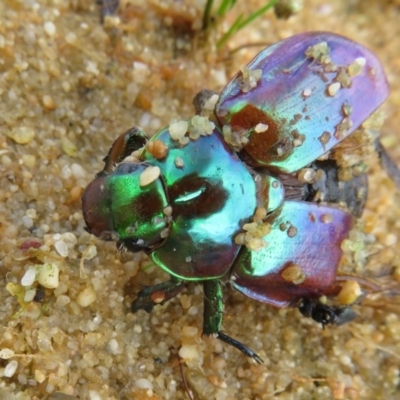 Anoplognathus sp. (genus) at Jervis Bay National Park - 19 Dec 2020 by Christine