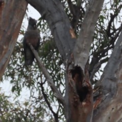 Callocephalon fimbriatum (Gang-gang Cockatoo) at GG132 - 19 Dec 2020 by roymcd