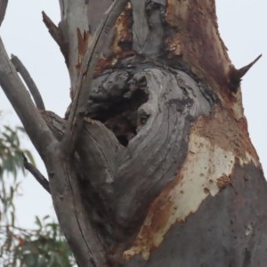 Callocephalon fimbriatum at Garran, ACT - 19 Dec 2020