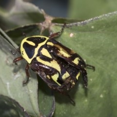 Eupoecila australasiae (Fiddler Beetle) at Higgins, ACT - 20 Dec 2020 by AlisonMilton