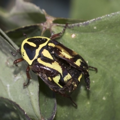 Eupoecila australasiae (Fiddler Beetle) at Higgins, ACT - 20 Dec 2020 by AlisonMilton