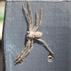 Sparassidae (family) (A Huntsman Spider) at Higgins, ACT - 19 Dec 2020 by AlisonMilton