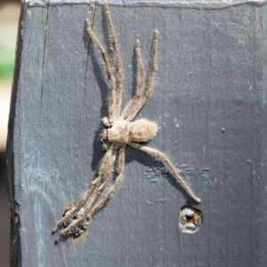 Sparassidae (family) at Higgins, ACT - 20 Dec 2020